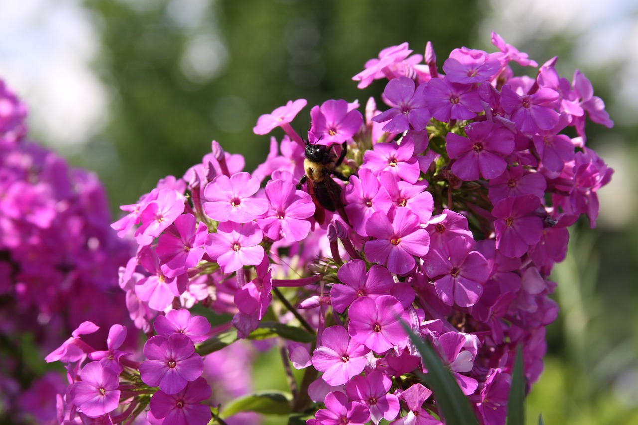 flowers bee bumblebee free photo