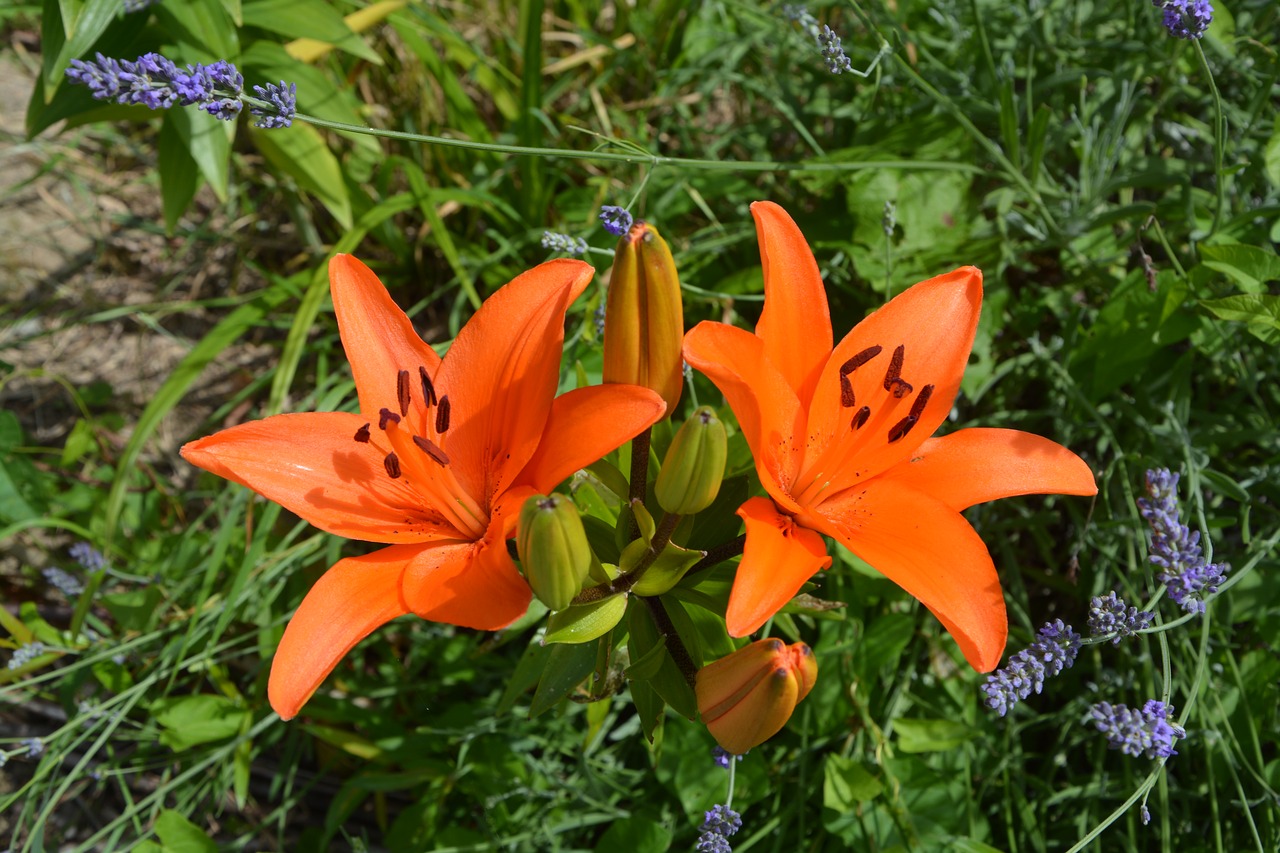 flowers color orange sweetness free photo