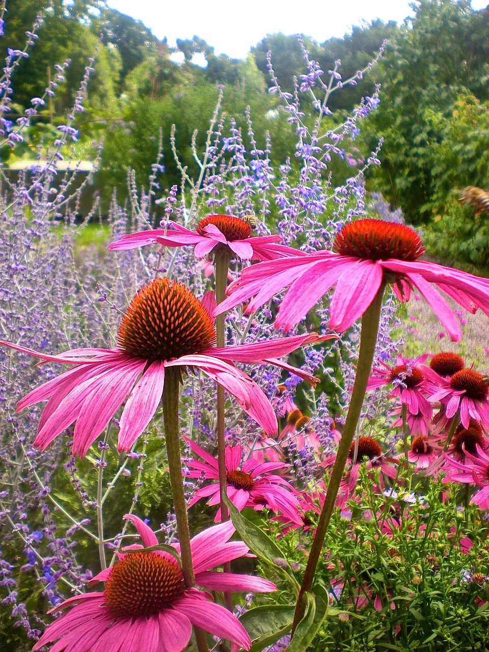 flowers pink red free photo