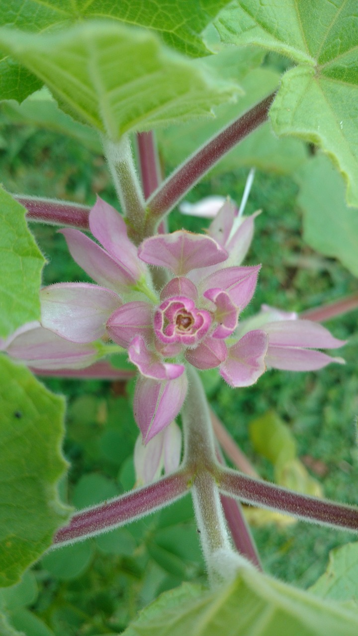 flowers leaf pink free photo