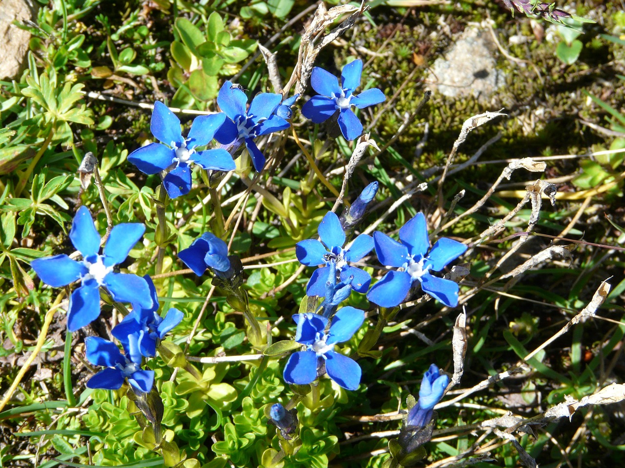 flowers blue nature free photo