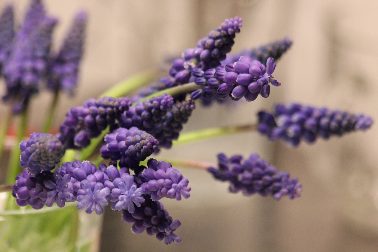 flowers purple purple flowers free photo