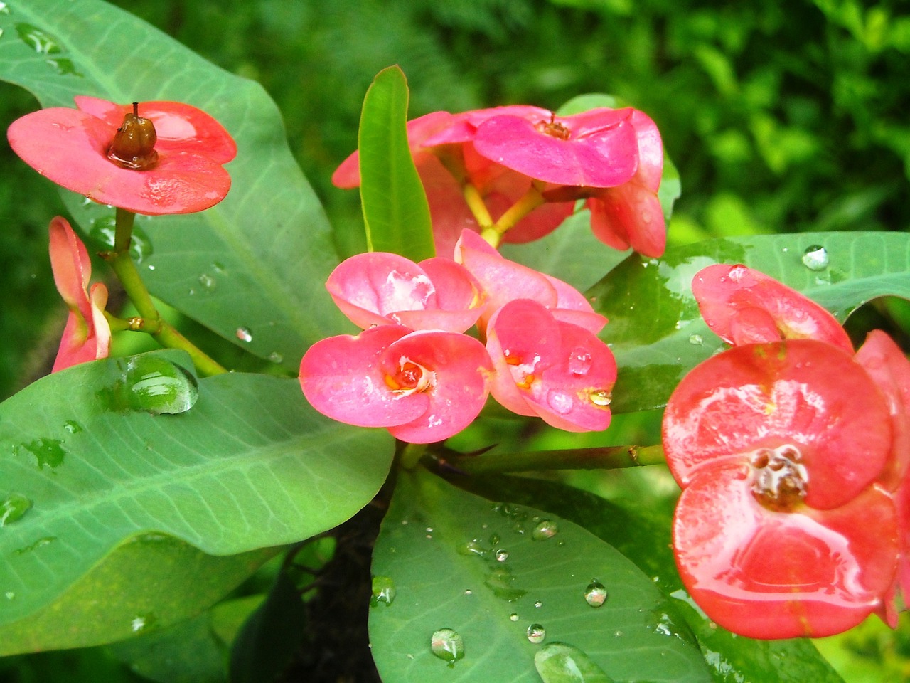 flowers ephorbia red free photo