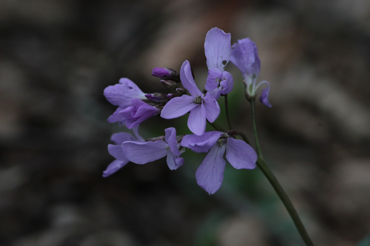 flowers nature russia free photo