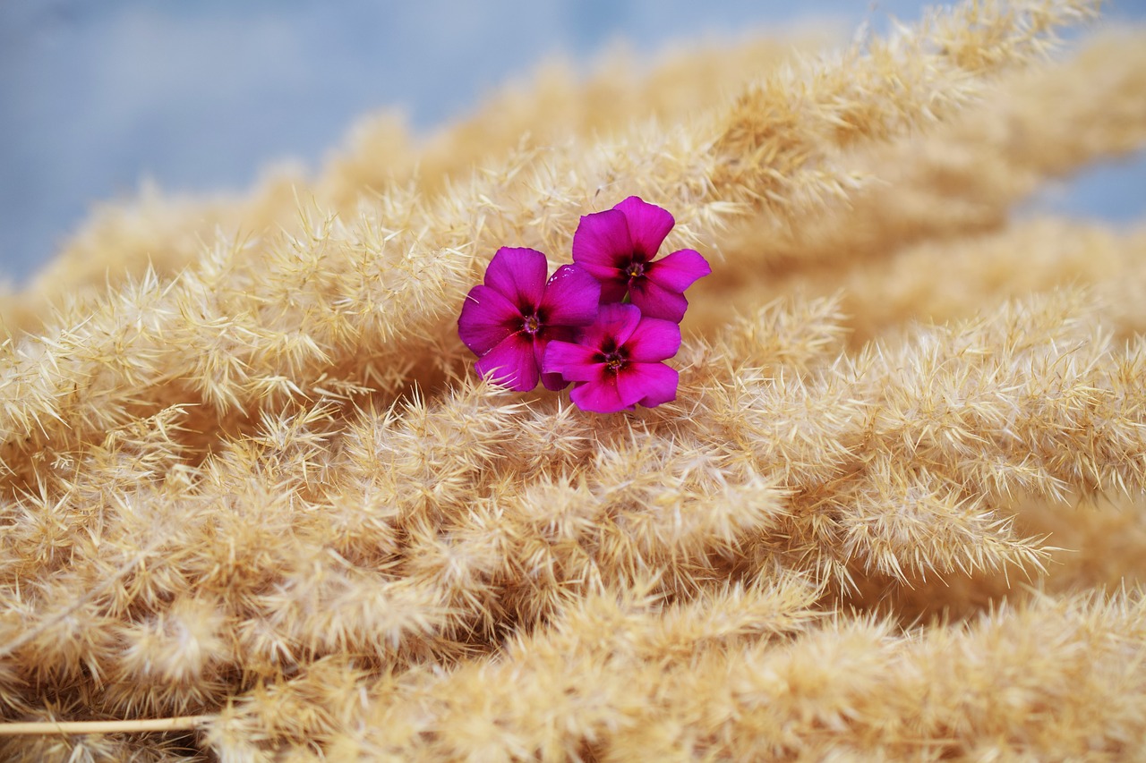 flowers bouquet decorative flower free photo