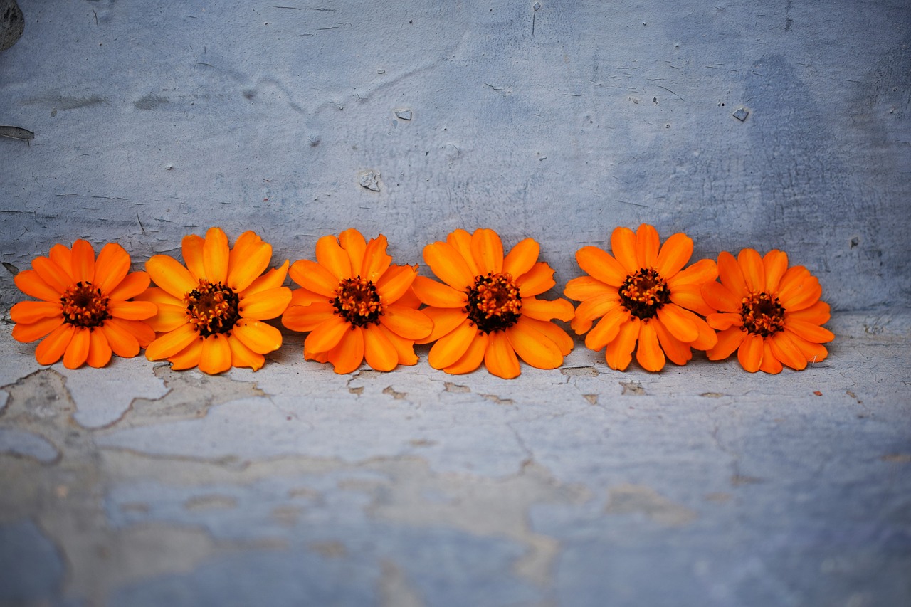 flowers orange blue free photo