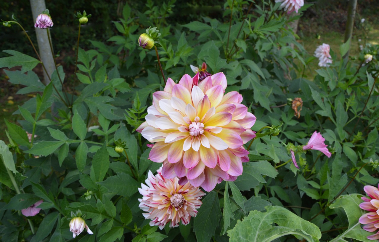 flowers garden pink yellow white free photo