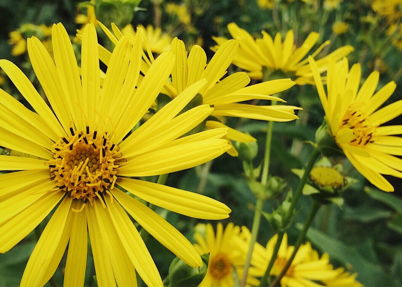 flowers yellow yellow flowers free photo