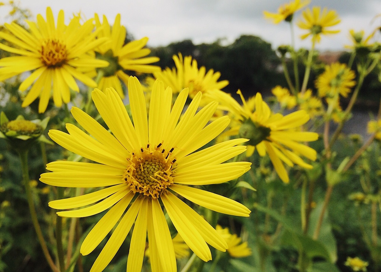 flowers yellow yellow flowers free photo