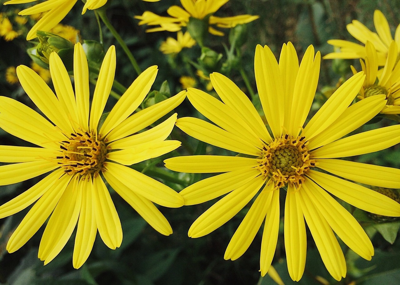 flowers yellow yellow flowers free photo