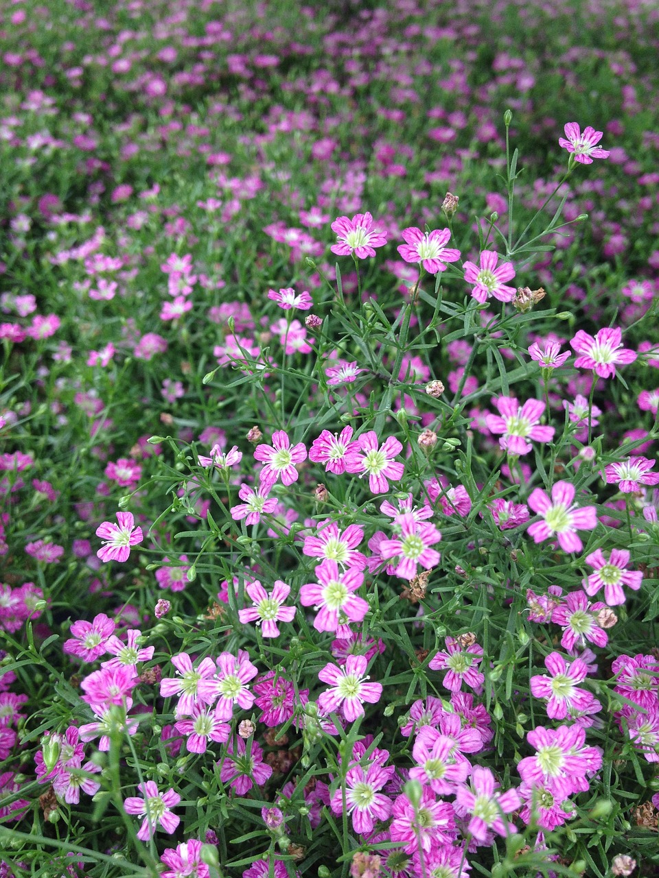 flowers bloom garden free photo
