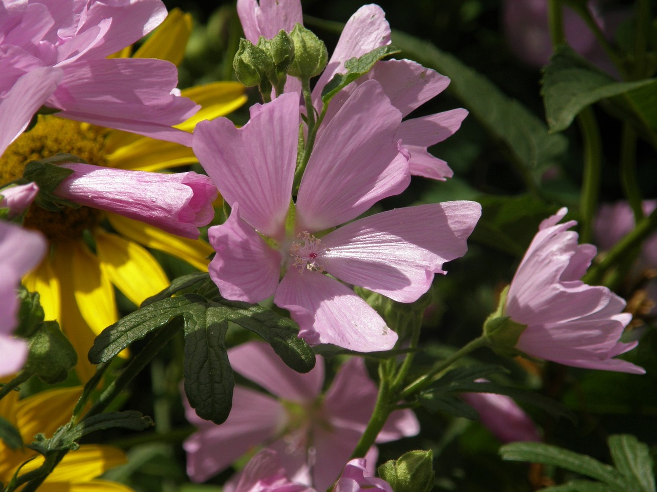 flowers color spring free photo