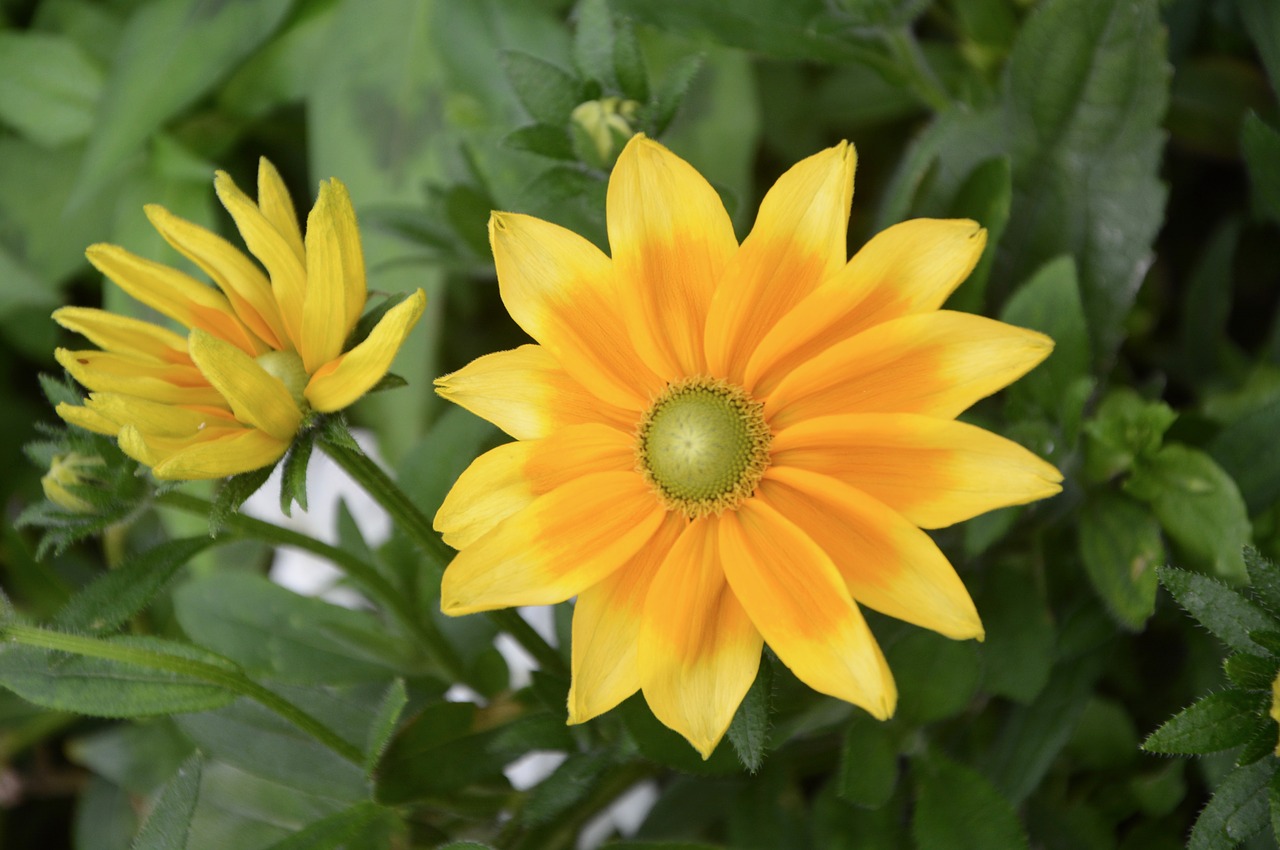 flowers yellow orange free photo