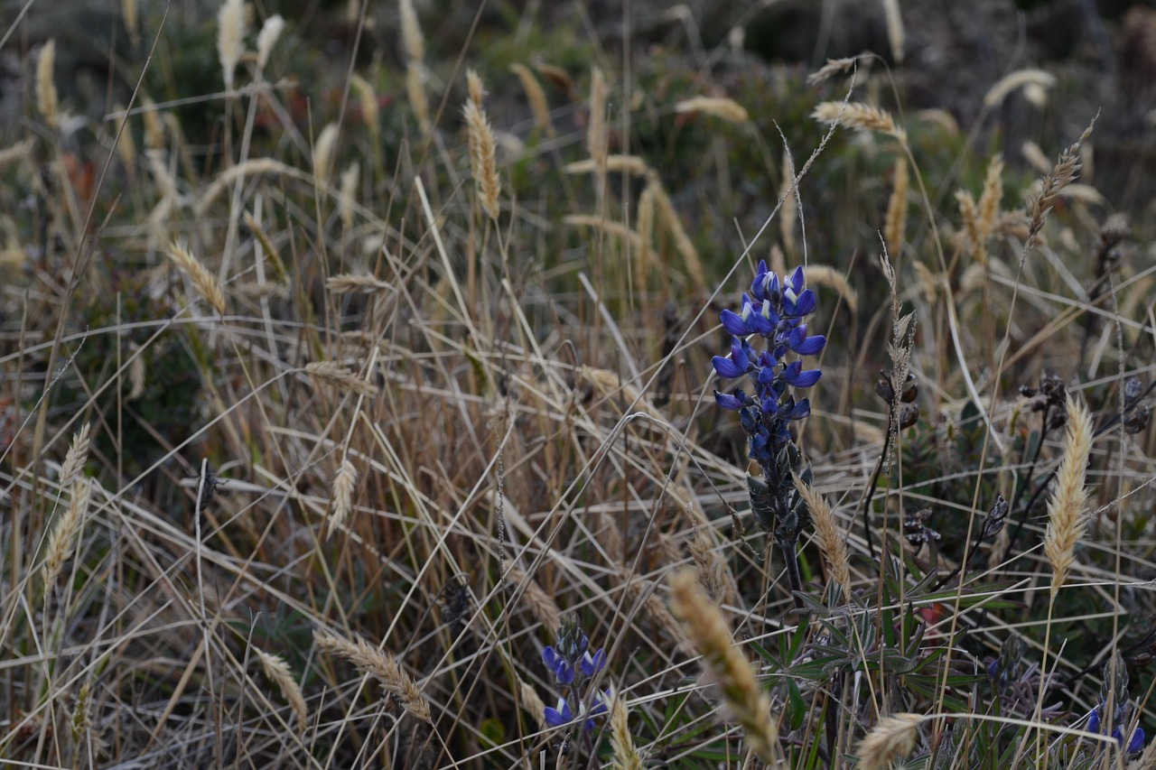 flowers nature wild free photo