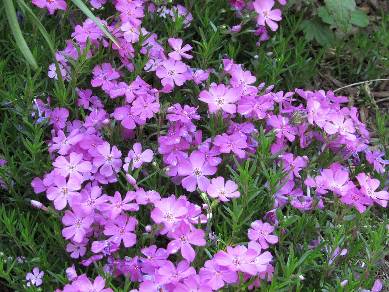 flowers purple purple flowers free photo