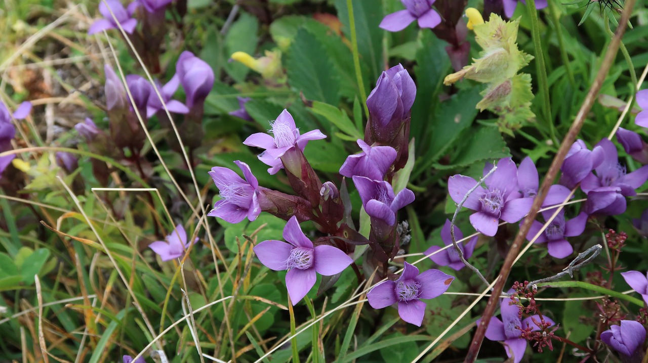 flowers suisse rochers-de-naye free photo