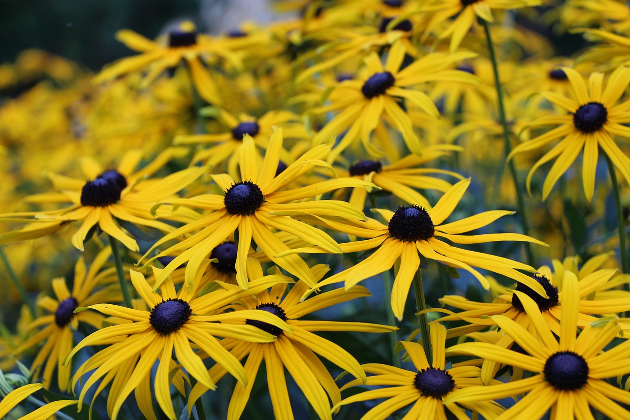 flowers yellow spring free photo