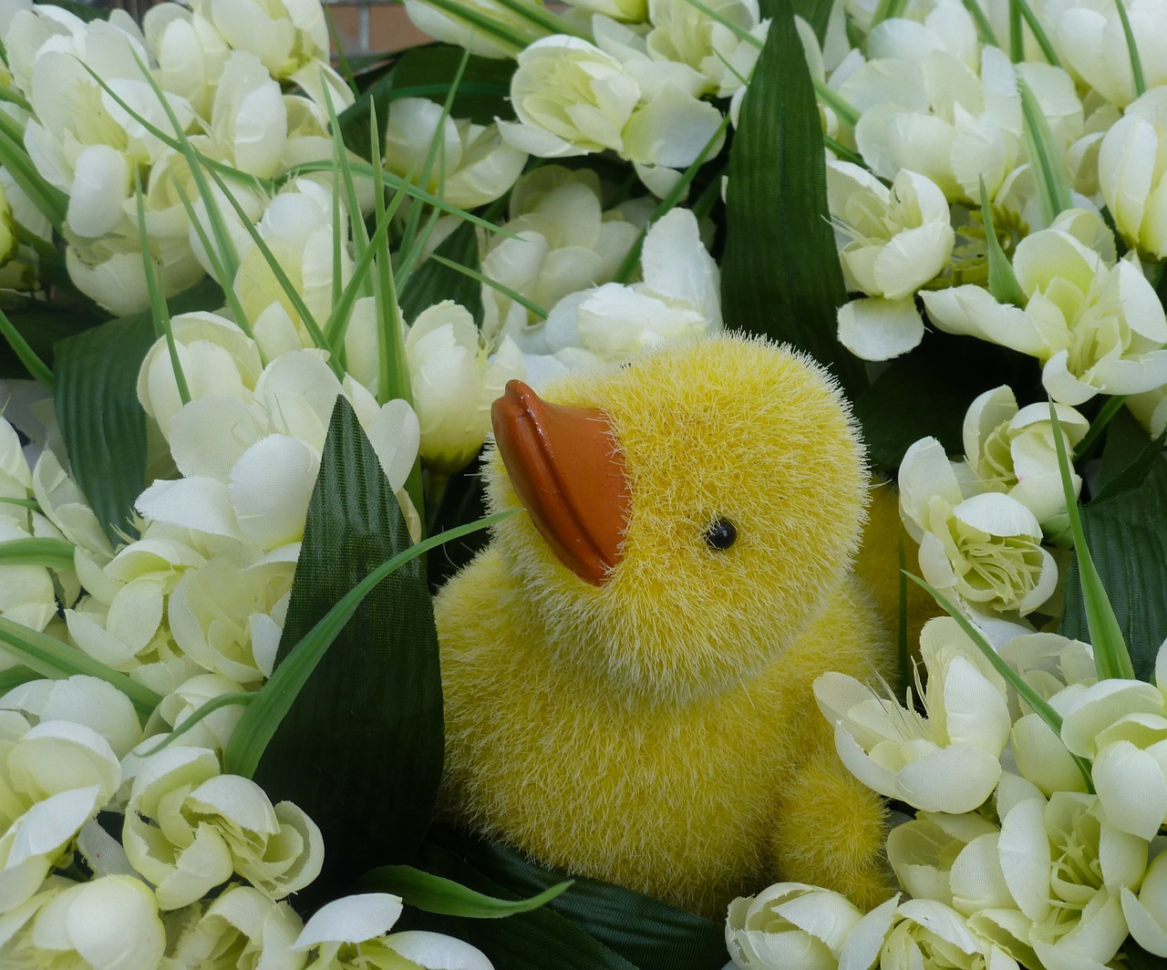 flowers ducky spring free photo