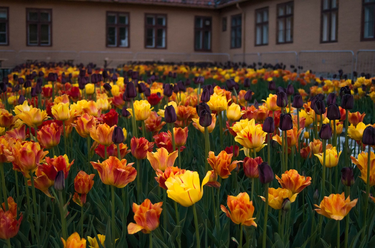 flowers tulips red free photo