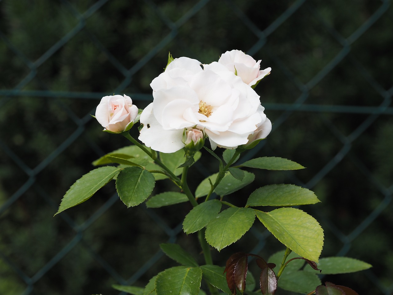 flowers leaf close free photo