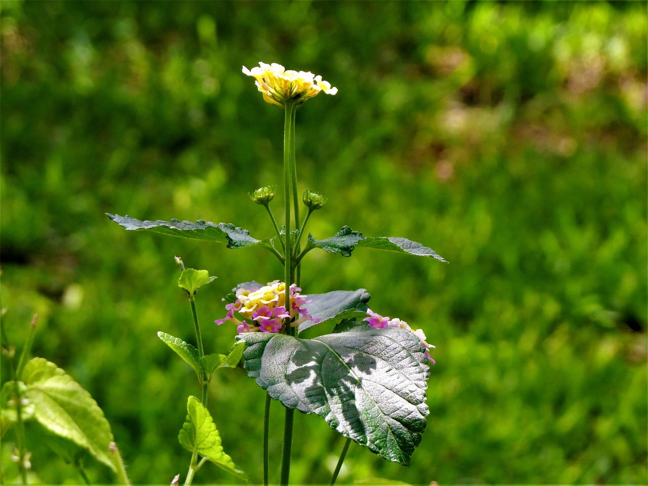 flowers shadow garden free photo