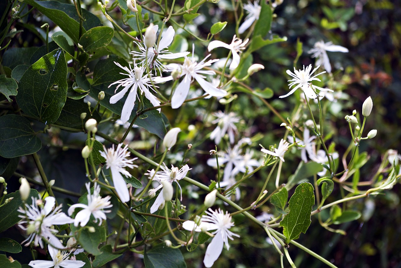 flowers flower white flower free photo