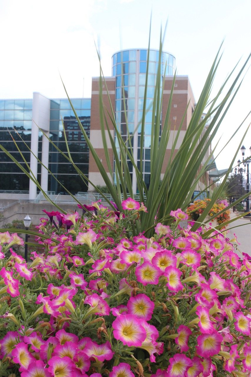 flowers building pink free photo