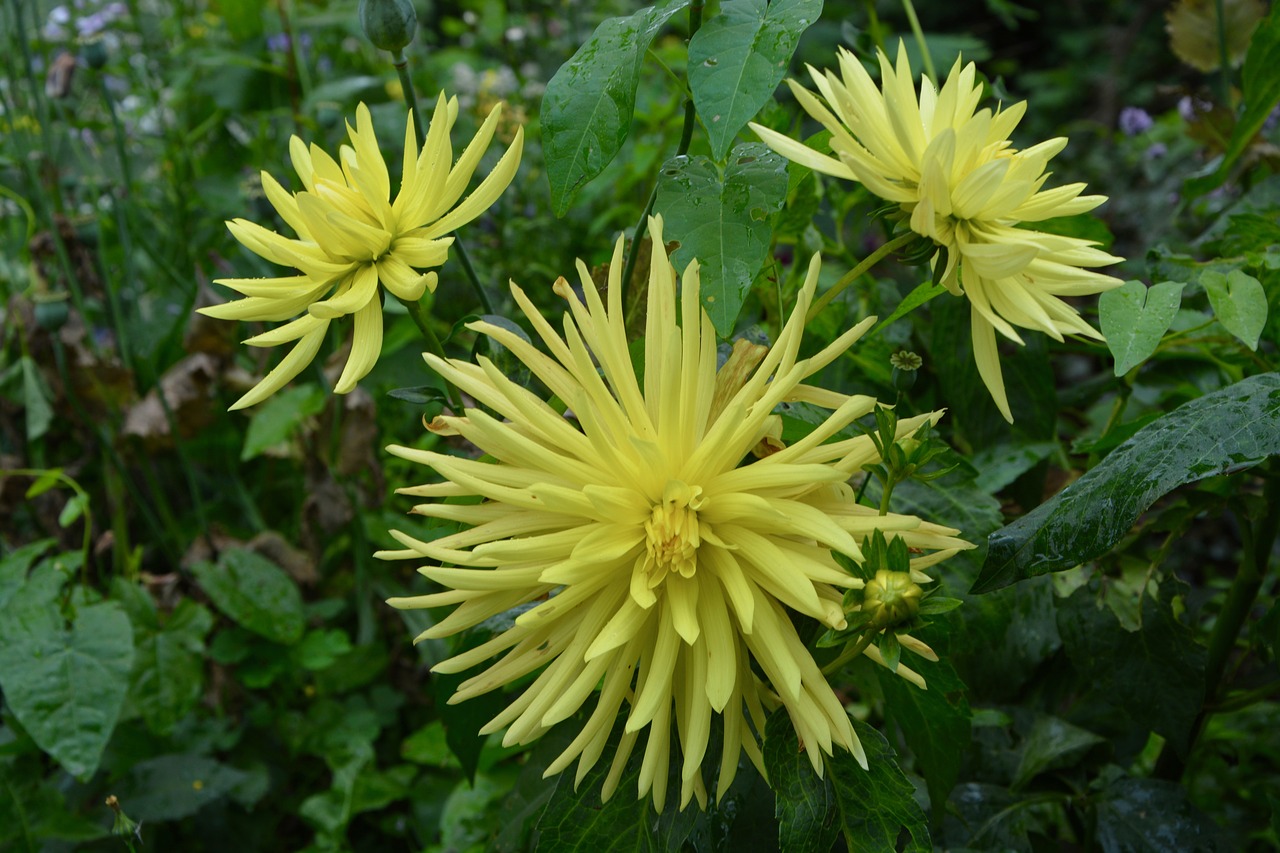 flowers yellow green leaves free photo