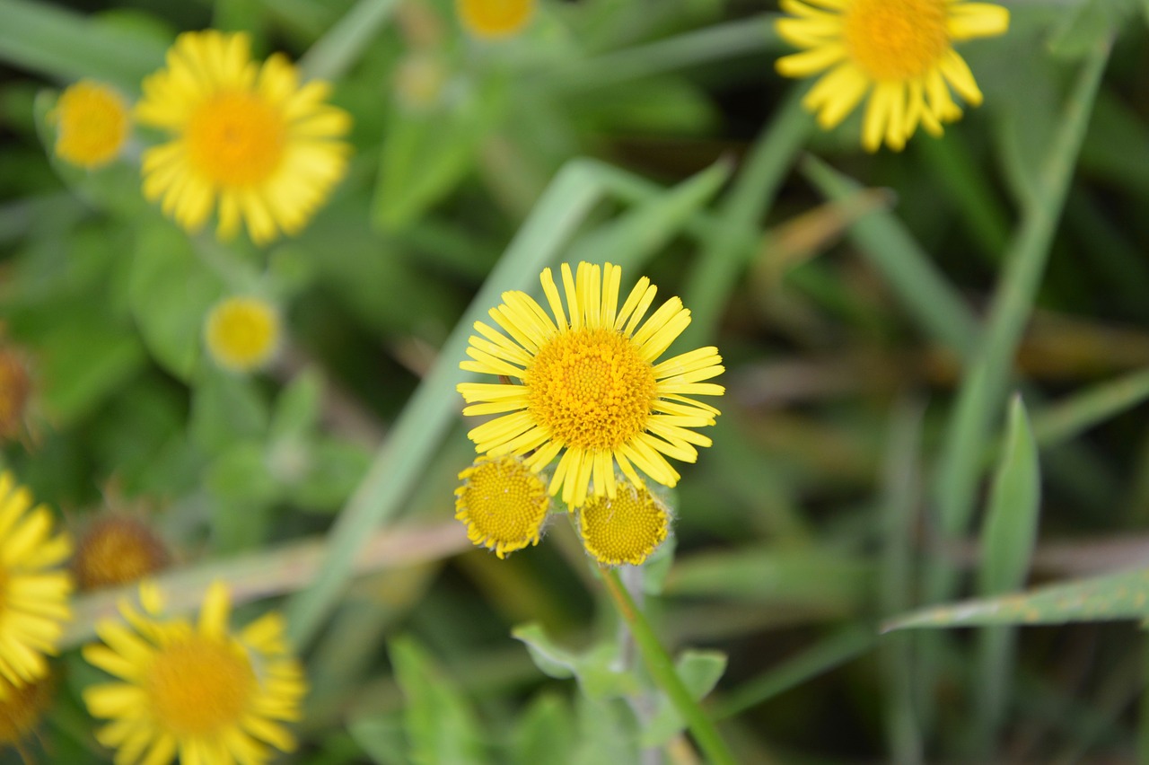 flowers daisy yellow flower of the meadows free photo