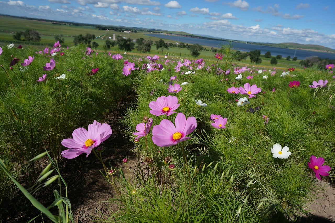 flowers a small spike of flowers prairie free photo