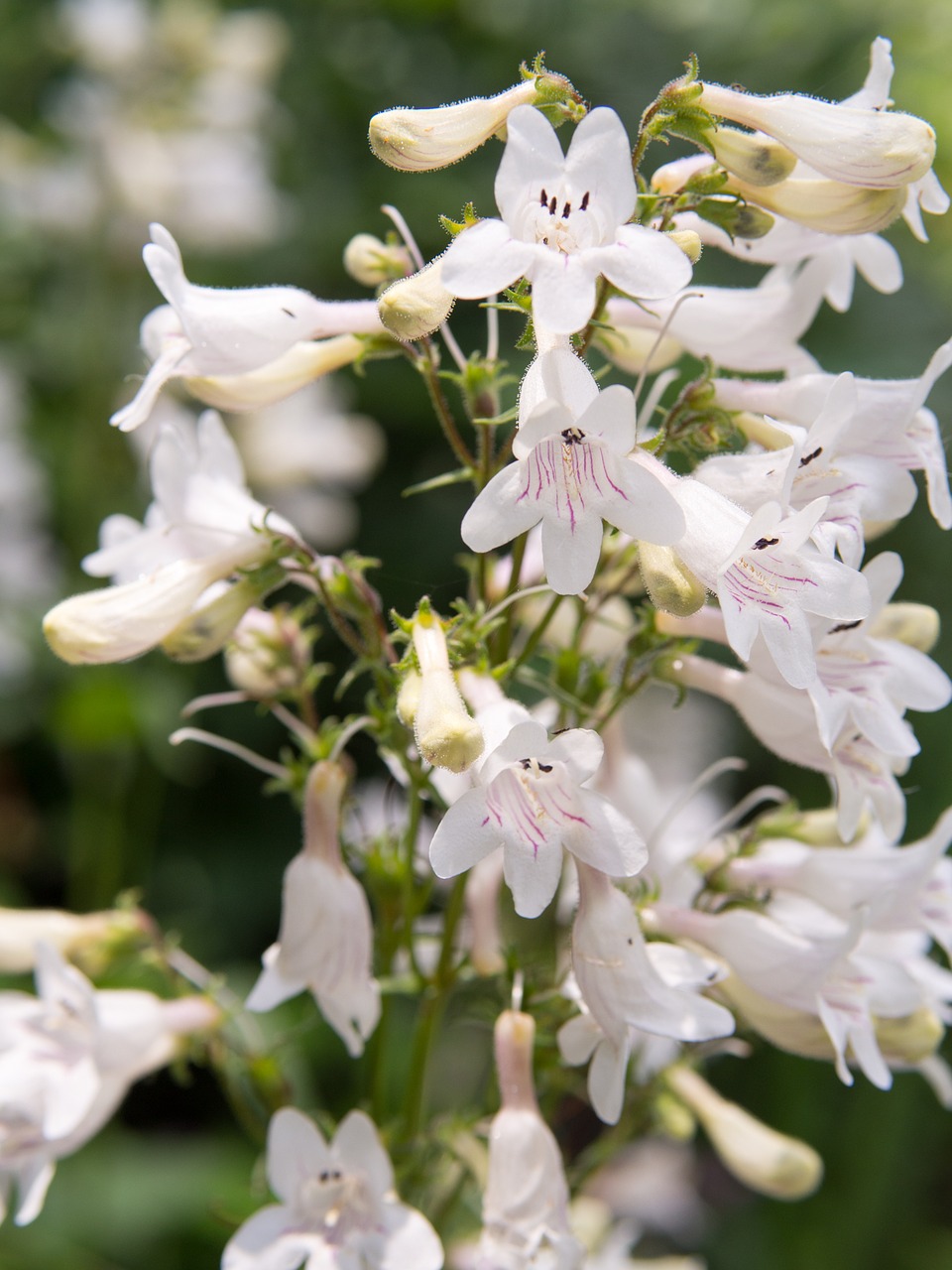 flowers summer white flowers free photo