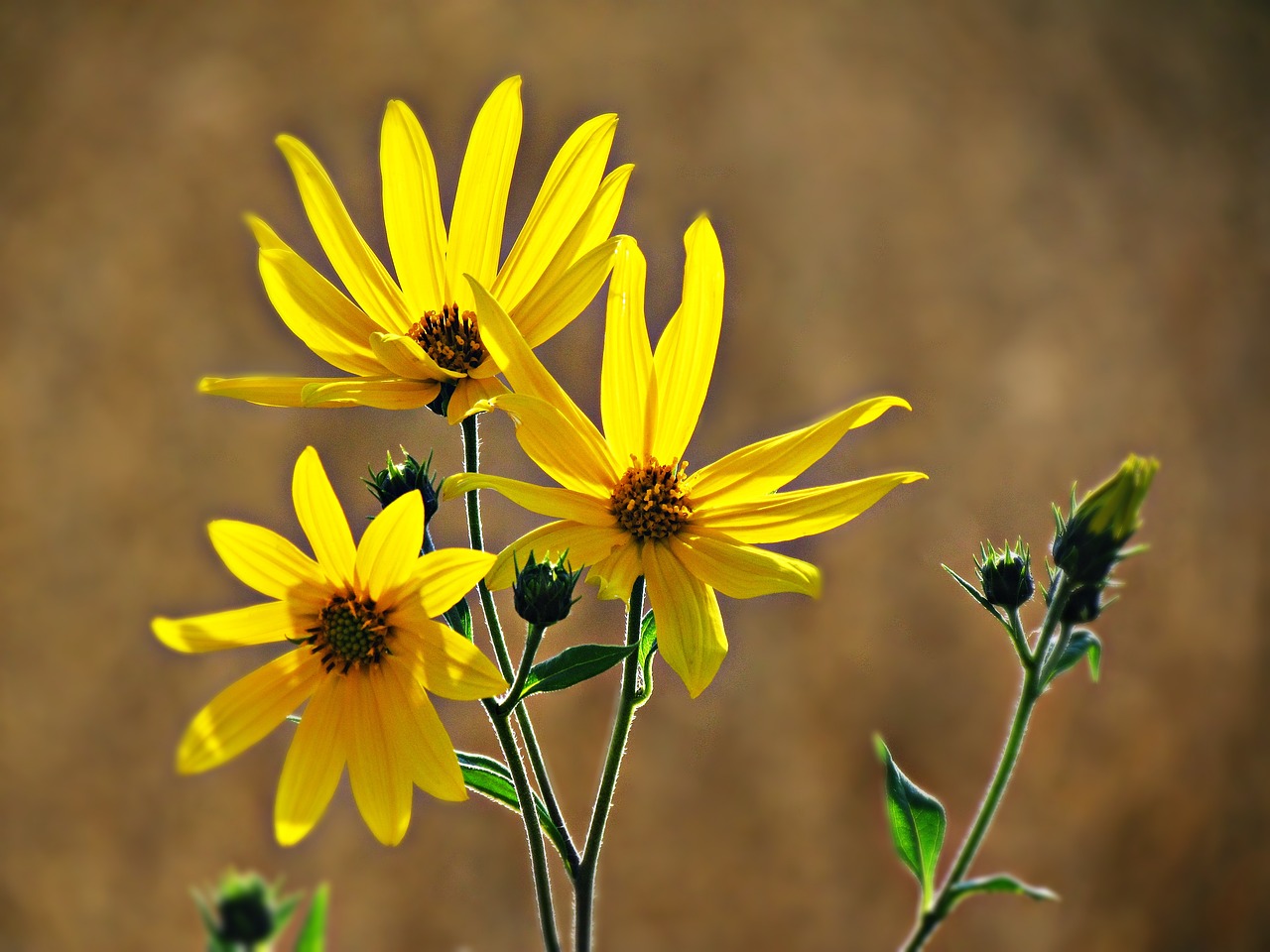 flowers yellow summer free photo