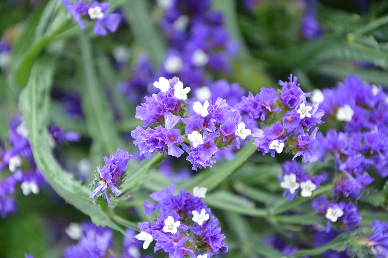 flowers violet white nature free photo