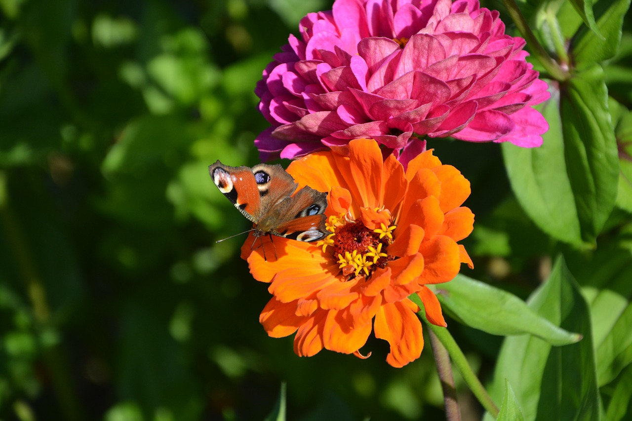 flowers butterfly nature free photo