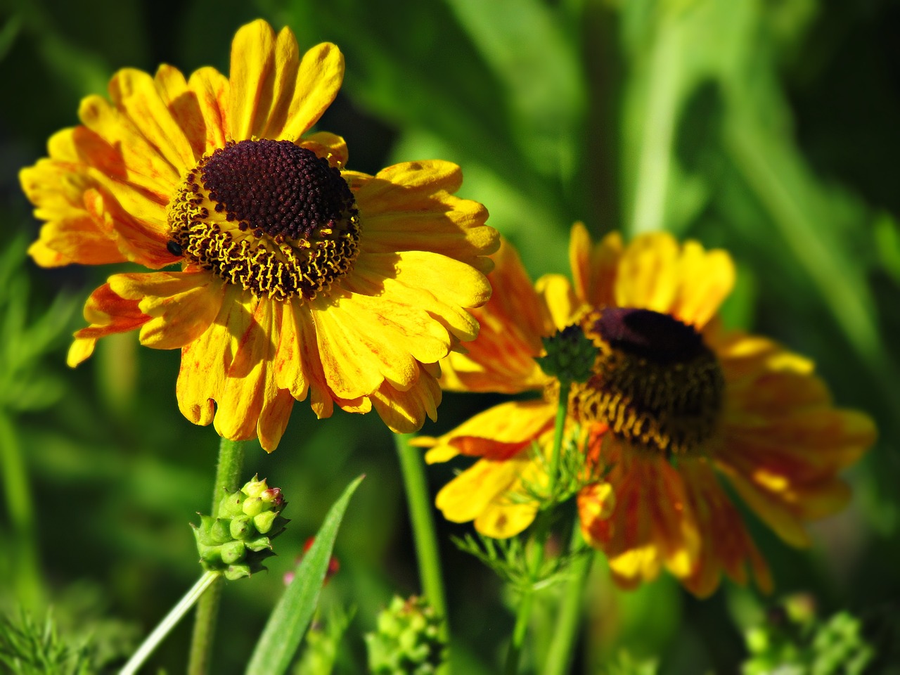 flowers yellow summer free photo