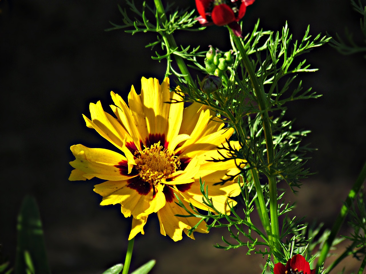 flowers yellow summer free photo