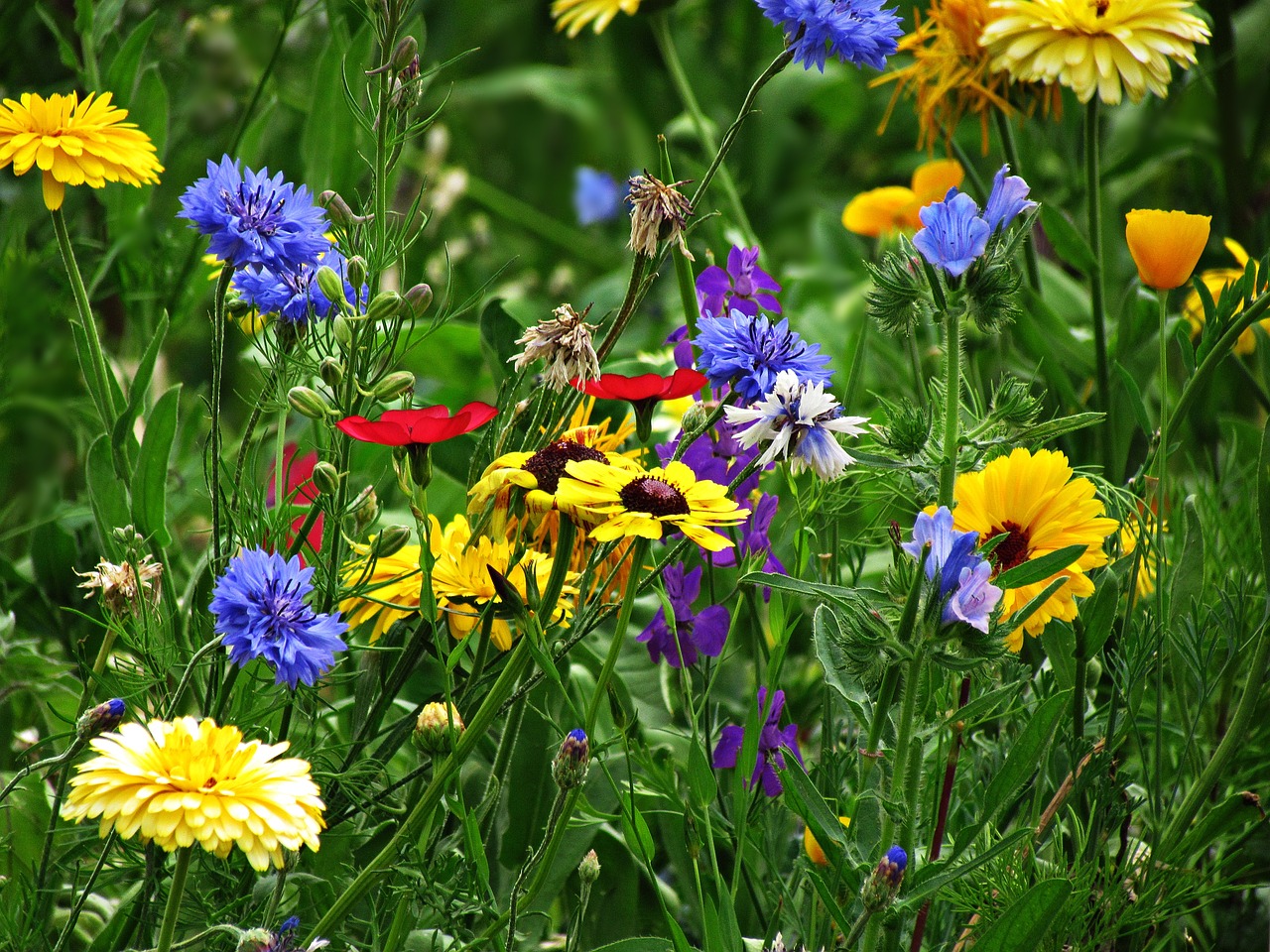 flowers yellow summer free photo