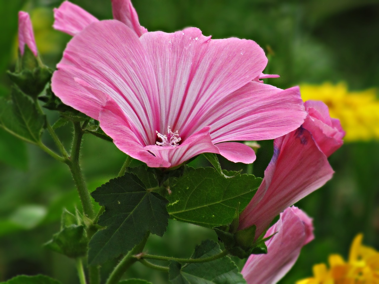 flowers summer nature free photo