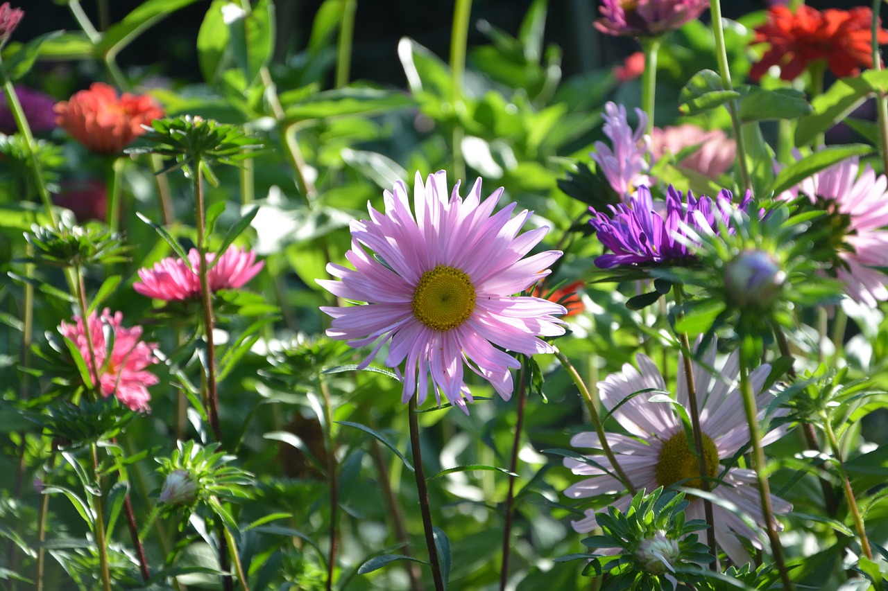 flowers flower purple free photo