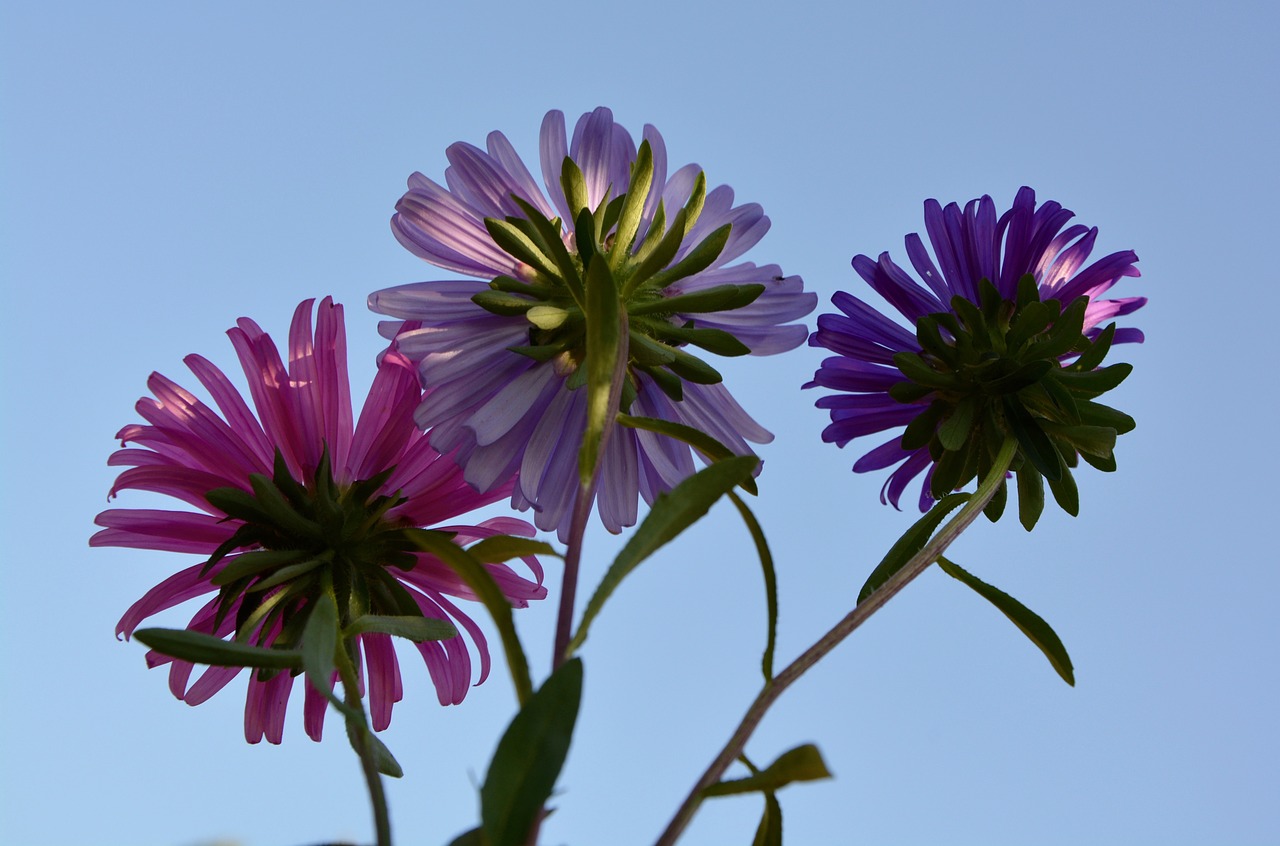 flowers daisies sky free photo