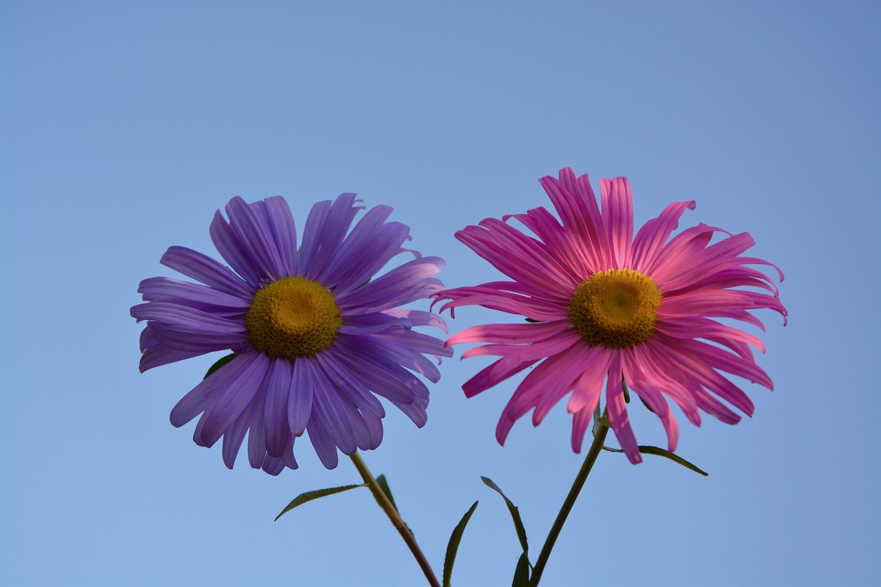 flowers pink violet free photo