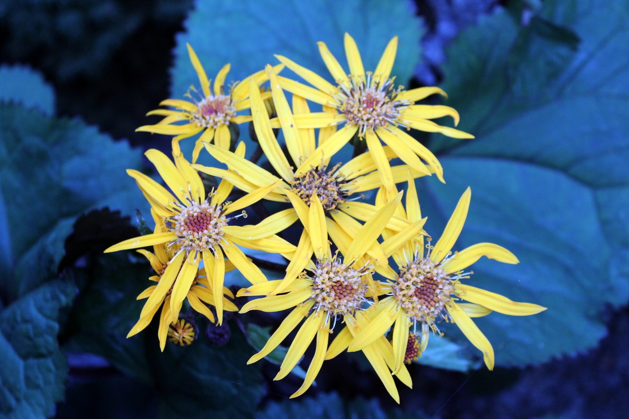 flowers garden yellow free photo