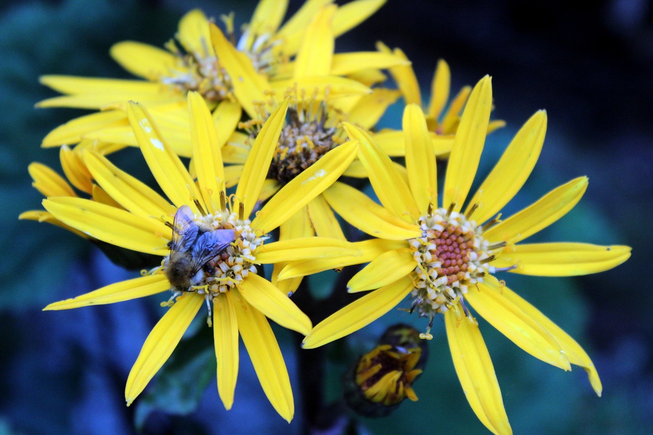 flowers garden summer free photo