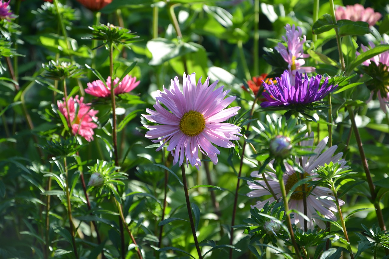 flowers massif parterre free photo