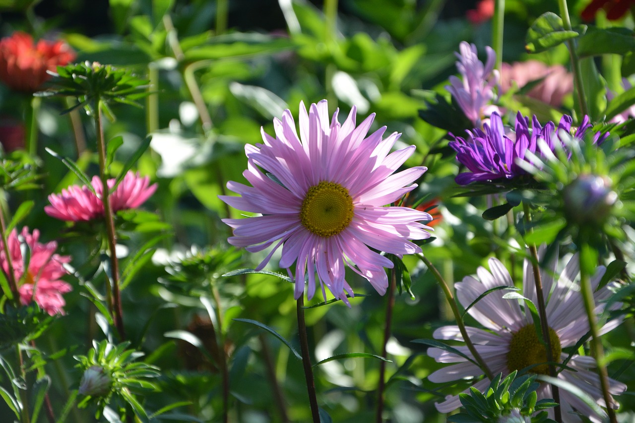 flowers purple purple flowers free photo