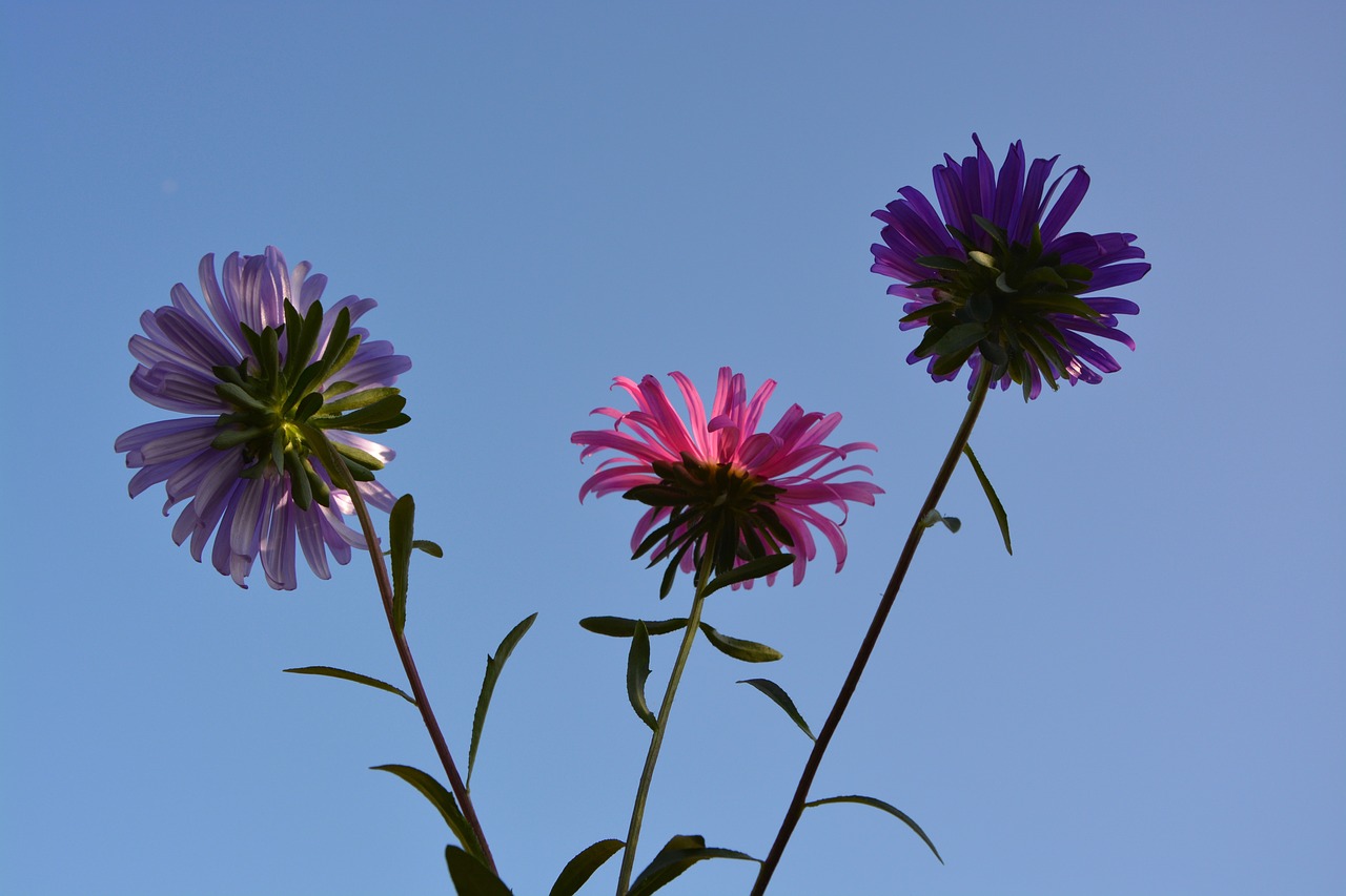 flowers sky nature free photo