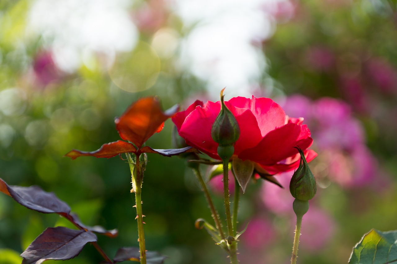 flowers spring plant free photo