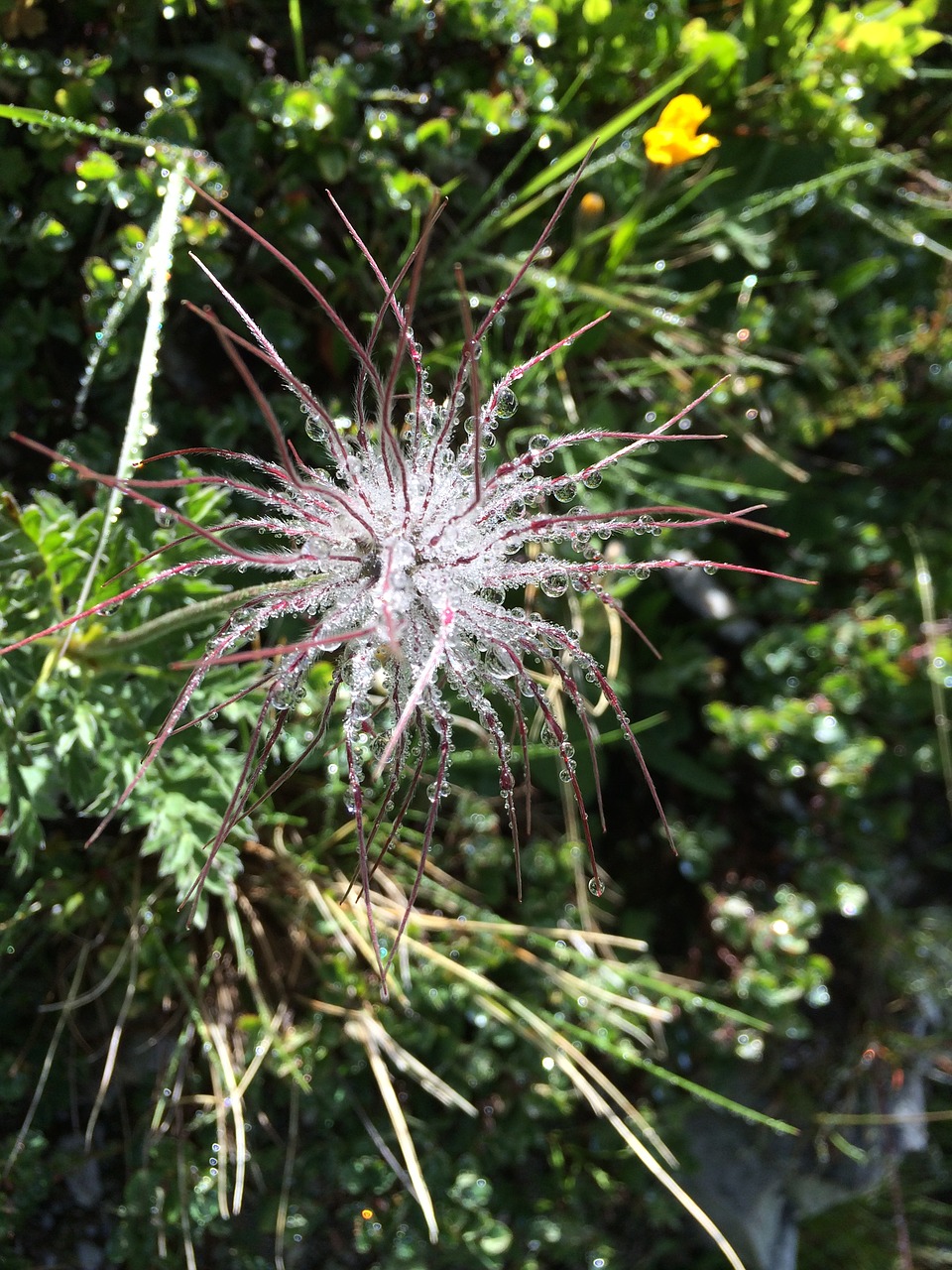 flowers droplets water free photo