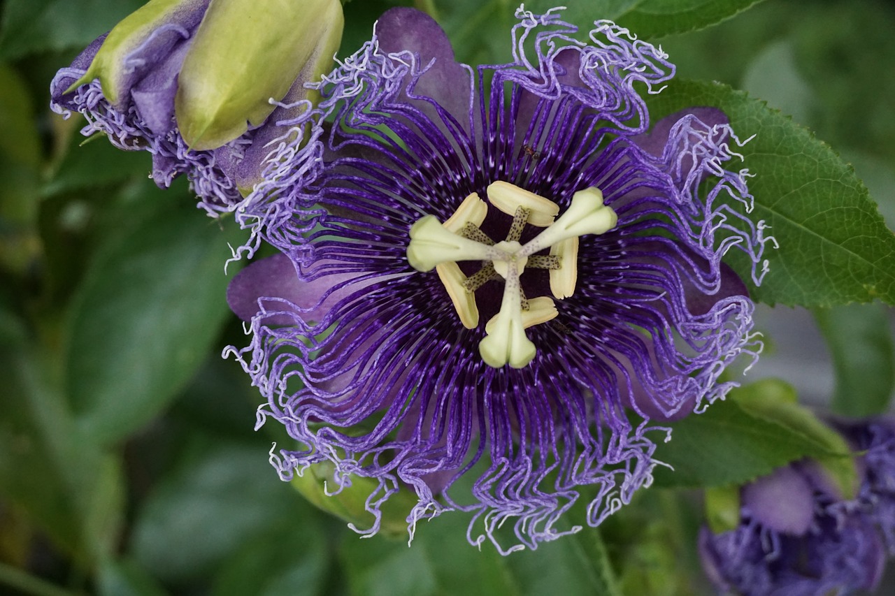 flowers mainau island lake constance free photo