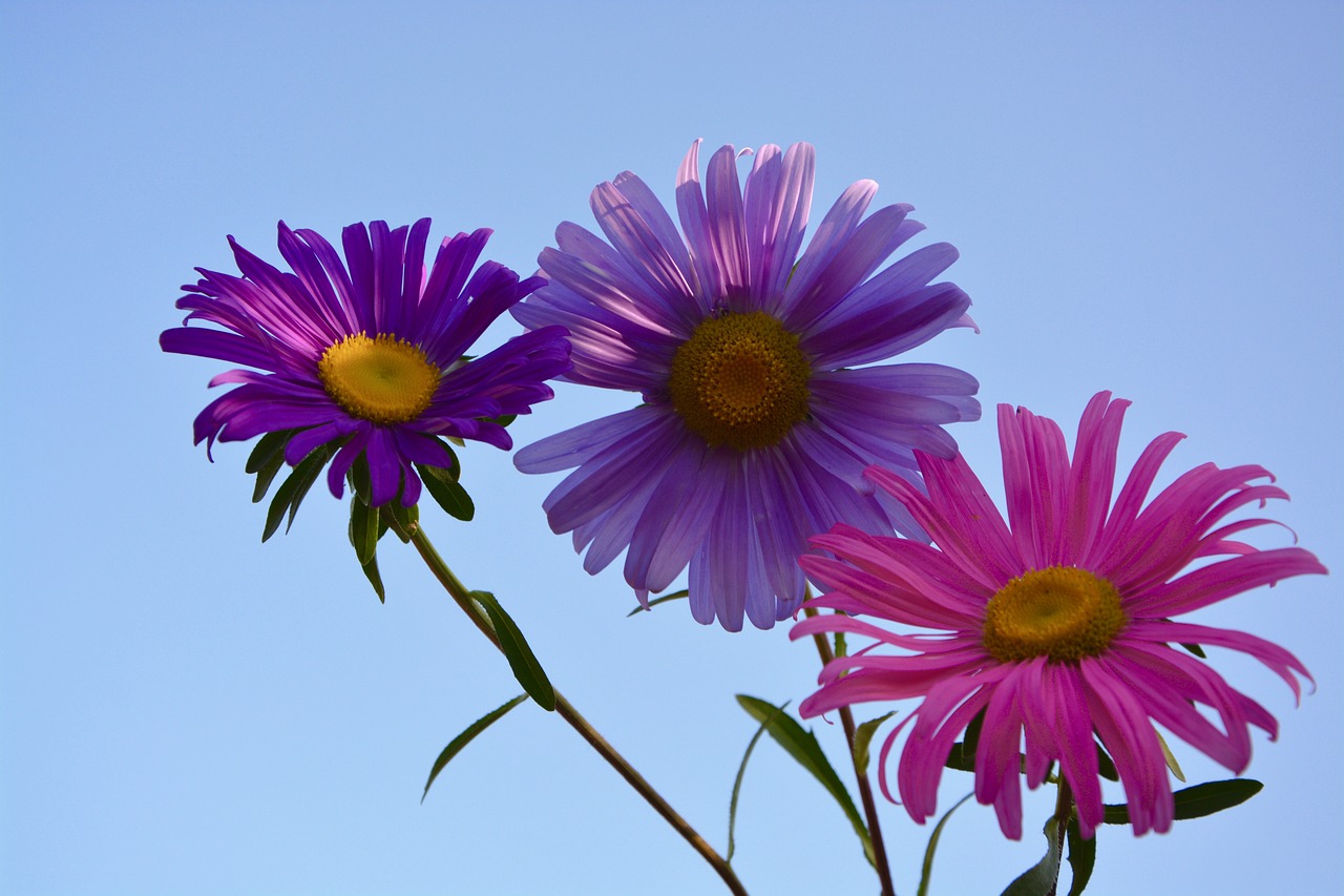 flowers colors parma free photo